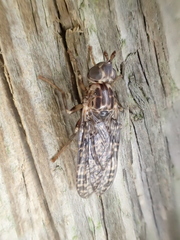 Boreothrinax maculipennis