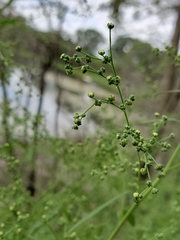 Chenopodium standleyanum