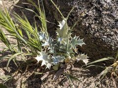 Argemone munita