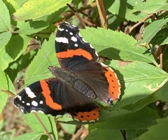 Vanessa atalanta