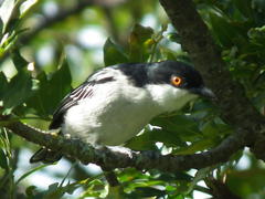 Dryoscopus cubla cubla