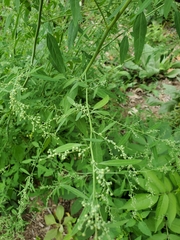 Chenopodium standleyanum