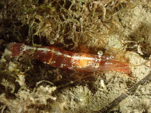 Processa edulis (Risso, 1816)