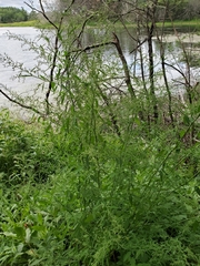 Chenopodium standleyanum