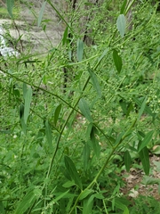 Chenopodium standleyanum