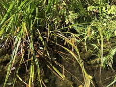 Carex pseudocyperus