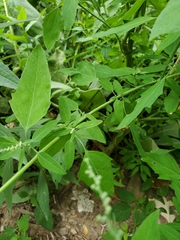 Chenopodium standleyanum