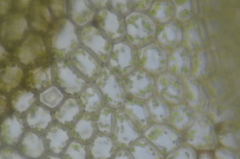 Calypogeia integristipula