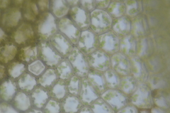 Calypogeia integristipula