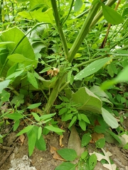 Chenopodium standleyanum