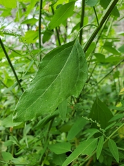 Chenopodium standleyanum
