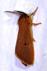 Bracharoa quadripunctata