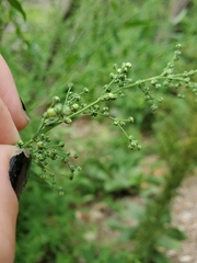Chenopodium standleyanum