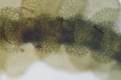 Calypogeia integristipula