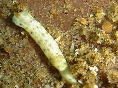 Hypselodoris