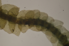Calypogeia integristipula