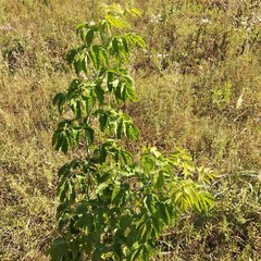 Acer negundo