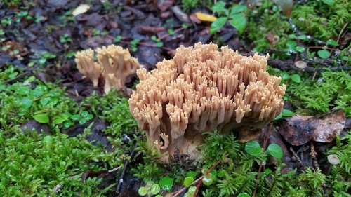 Ramaria testaceoflava · iNaturalist