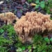 Ramaria testaceoflava - Photo (c) noah_siegel, some rights reserved (CC BY-NC-SA), uploaded by noah_siegel