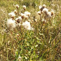 Cirsium arvense