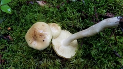 Tricholoma frondosae