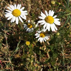 Tripleurospermum inodorum