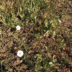 Convolvulus arvensis