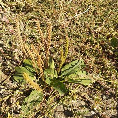 Plantago major