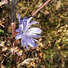 Cichorium intybus