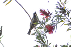 Chalcomitra amethystina amethystina