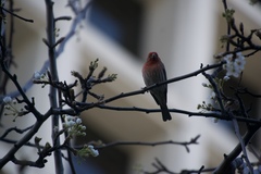 Haemorhous mexicanus