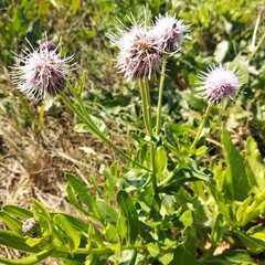 Cirsium arvense