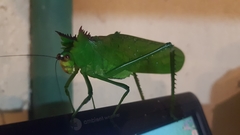 Nicklephyllum acanthonotum