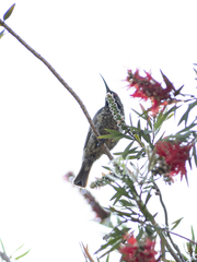 Chalcomitra amethystina amethystina