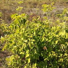 Acer negundo