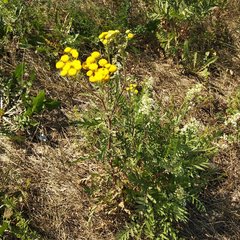 Tanacetum vulgare