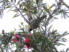 Chalcomitra amethystina amethystina