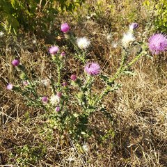 Carduus acanthoides