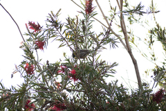 Chalcomitra amethystina amethystina