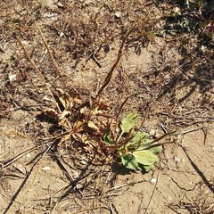 Plantago major