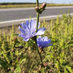 Cichorium intybus