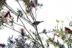 Chalcomitra amethystina amethystina