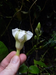 Ipomoea santillanii