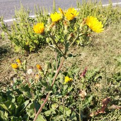 Picris hieracioides