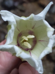 Ipomoea santillanii
