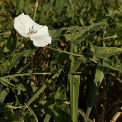 Convolvulus arvensis