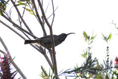Chalcomitra amethystina amethystina