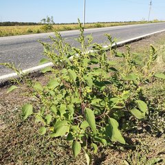 Cyclachaena xanthiifolia