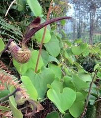 Aristolochia acuminata