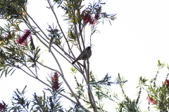 Chalcomitra amethystina amethystina
